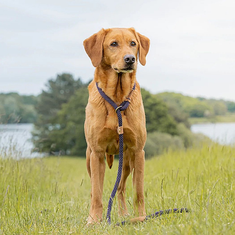 Ruff and Tumble Slip Dog Leads Blackberry