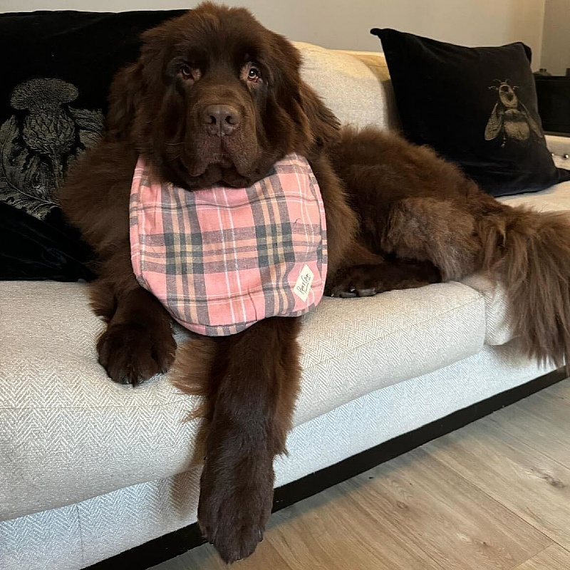 Piper Gran Pink Plaid Dog Drool Bib from our Dog Bibs range