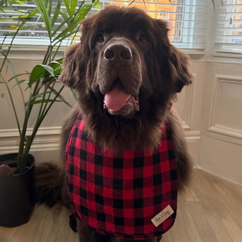 Piper & Gran Red Tartan Dog Drool Bib