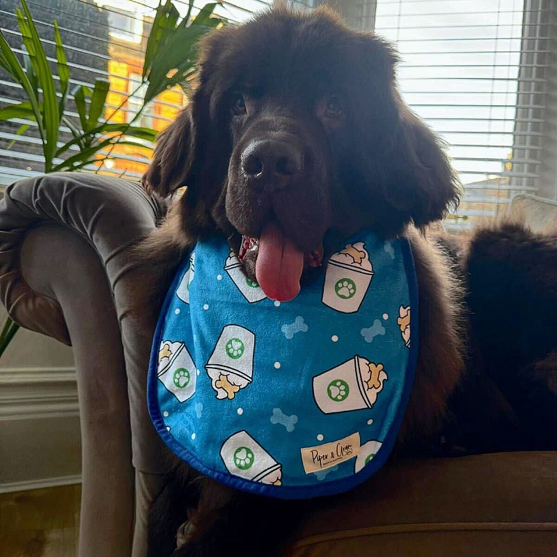 Piper & Gran Blue Puppuccino Dog Drool Bib