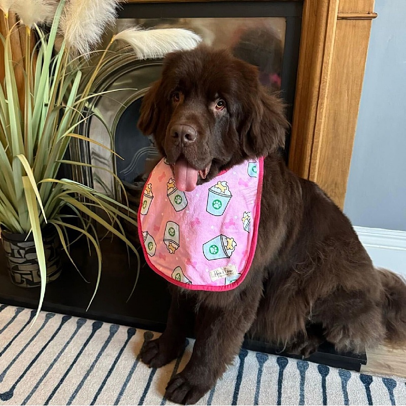 Piper & Gran Pink Puppuccino Dog Drool Bib