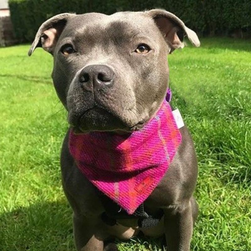 Cerise Pink Harris Tweed Dog Bandana - Medium