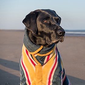 Ruff and Tumble Designer Dog Drying Coats Beach