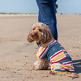 Ruff and Tumble Designer Dog Drying Coats for Short Legged Breeds Beach