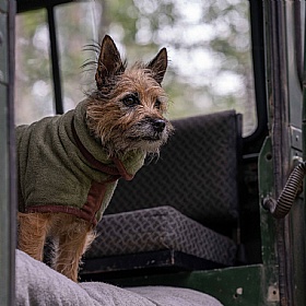 Ruff and Tumble Country Dog Drying Coats for Short Legged Breeds