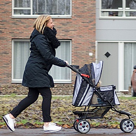 All Terrain Dog Prams - Action