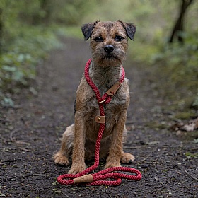 Ruff and Tumble Slip Dog Leads Rosehip