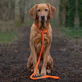 Ruff and Tumble Slip Dog Leads Tangerine