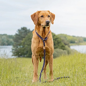 Ruff and Tumble Slip Dog Leads Blackberry