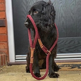 Ruff and Tumble Slip Dog Leads Burgundy