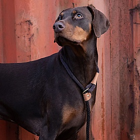 Ruff and Tumble Slip Dog Leads Mud