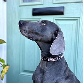 Funk the Dog Collar Pink Leopard Print - Action