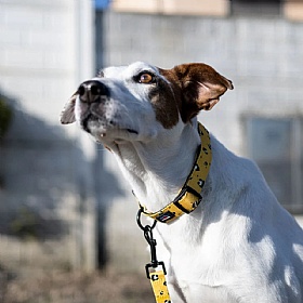 Funk the Dog Collar Panda Print - Action