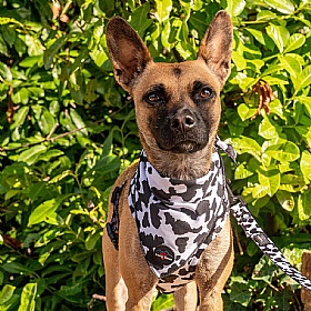 Funk the Dog Bandana Cow Print - Action