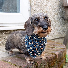 Funk the Dog Bandana Green and Gold Leopard Print - Action