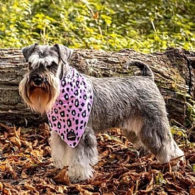 Funk the Dog Bandana Pink Leopard Print - Action