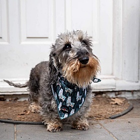 Funk the Dog Bandana Llama Print - Action