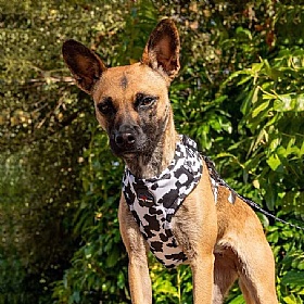 Funk the Dog Harness Cow Print - Action