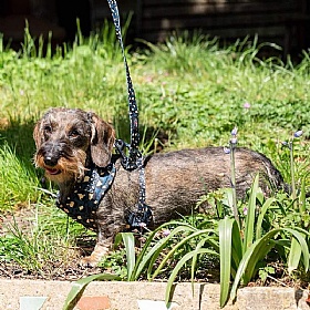 Funk the Dog Harness Green and Gold Leopard Print - Action