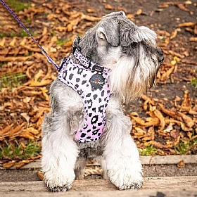 Funk the Dog Harness Pink Leopard Print - Action