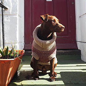 Wag & Wool Burgundy Dog Jumper