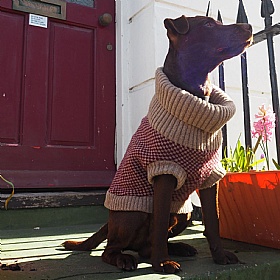 Wag & Wool Burgundy Dog Jumper