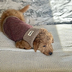 Wag & Wool Burgundy Dog Jumper