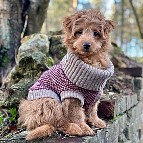 Wag & Wool Burgundy Dog Jumper