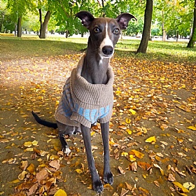 Wag & Wool Light Blue Dog Jumper