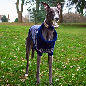 Wag & Wool Navy Dog Jumper