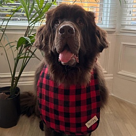 Piper & Gran Red Tartan Dog Drool Bib