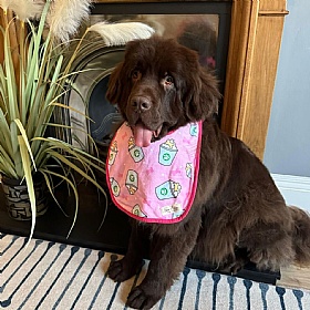 Piper & Gran Pink Puppuccino Dog Drool Bib