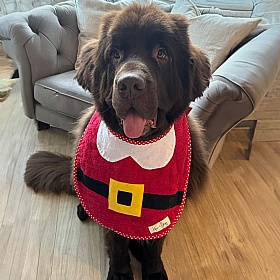 Piper & Gran Santa Christmas Dog Drool Bib