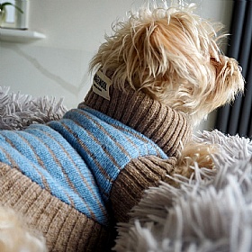 Wag & Wool Light Blue Dog Jumper