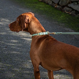 All Weather Biothane Dog Collar Sage