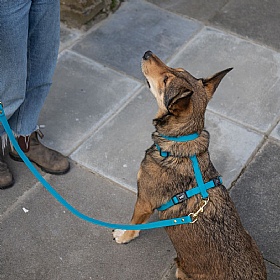 All Weather Biothane Dog Leads Lagoon