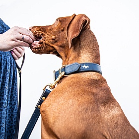 Storeys & Tails Padded Luxury Leather Dog Collar Regal Blue