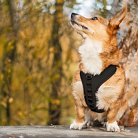 K9 Dog Harness