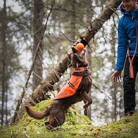 Ice Peak Prozone Reflective High Vis Dog Vest