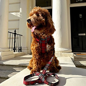 Cocopup London Red Tartan Dog Lead