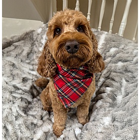 Cocopup London Red Tartan Dog Bandana