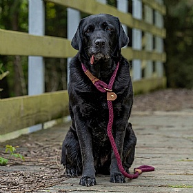 Ruff and Tumble Slip Dog Leads Burgundy