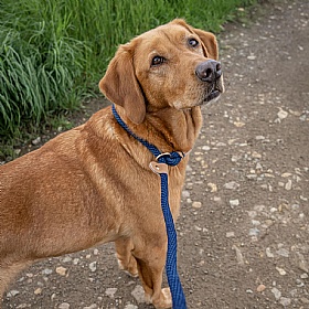 Ruff and Tumble Slip Dog Leads French Navy