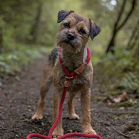 Ruff and Tumble Slip Dog Leads Rosehip