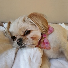 Baby Pink Check Harris Tweed Bow Tie Dog Collar