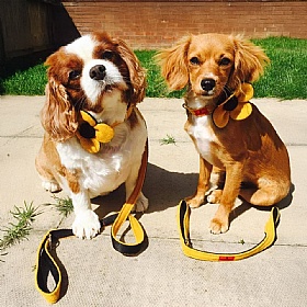 Yellow Harris Tweed Dog Lead