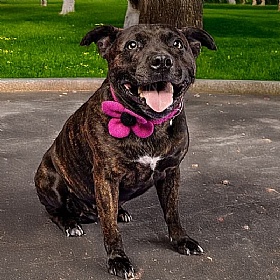 Bubblegum Pink Harris Tweed Flower Dog Collar - Medium