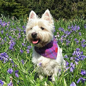 Purple Check Harris Tweed Dog Bandana - Small