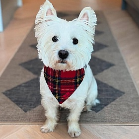 Tartan Harris Tweed Dog Bandana