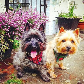 Tartan Harris Tweed Dog Bandana